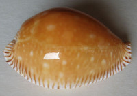 Cypraea guttata Gmelin,1791